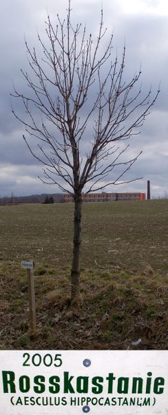 File:2005 Baum des Jahres - Rosskastanie.jpg